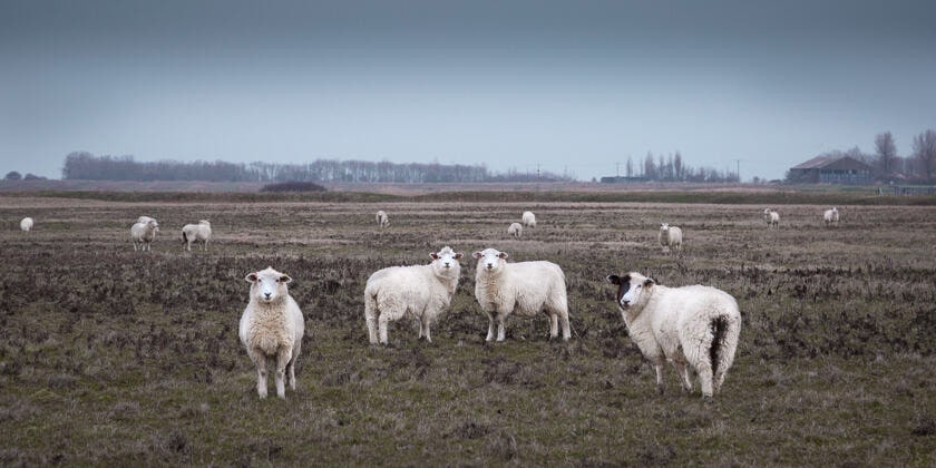 Sheep on the Isle of Sheppey. One Sheppey is the closest distance at which sheep remain picturesque, at least according to <a href='https://www.amazon.co.uk/Meaning-Liff-Original-Dictionary-Things/dp/0752227599/'>Douglas Adams and John Lloyd</a>. Source: <a href='https://www.markfisher.photo/animals/sheep-island'>Mark Fisher</a>